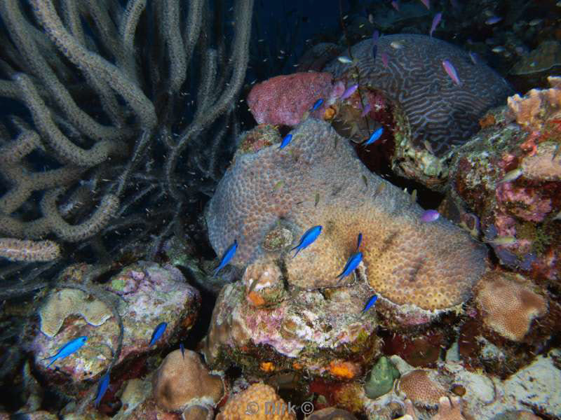 scuba diving bonaire