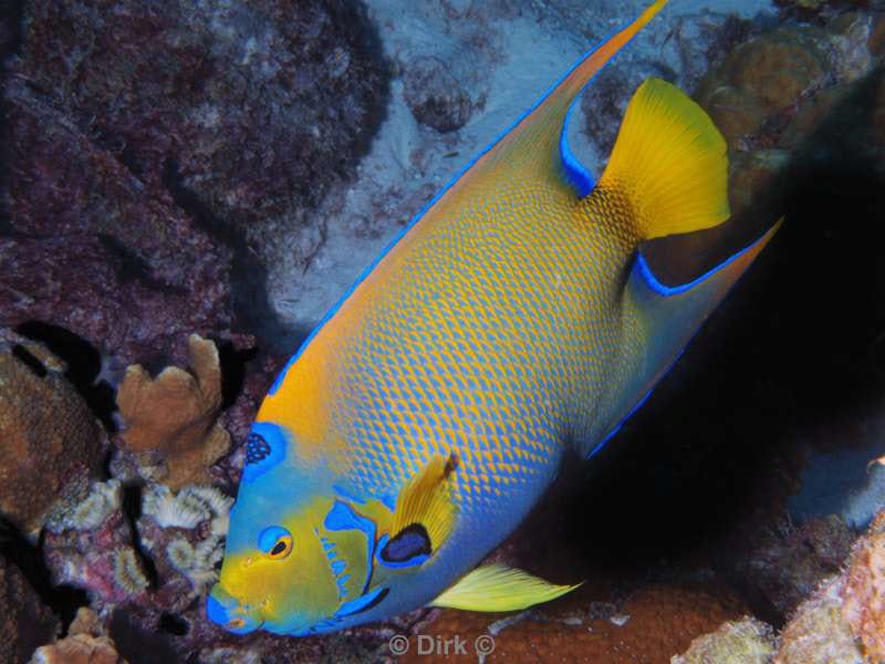 scuba diving bonaire