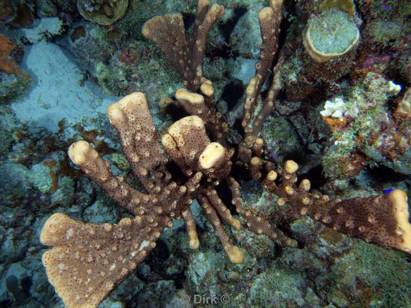 scuba diving bonaire