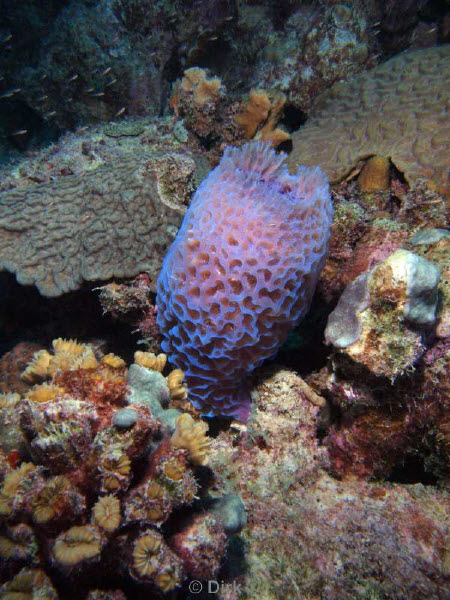 scuba diving bonaire