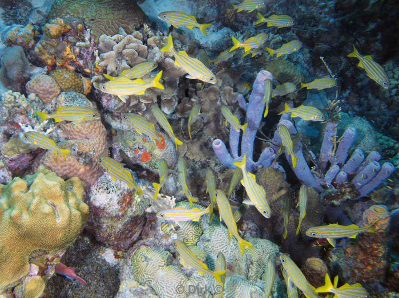 scuba diving bonaire