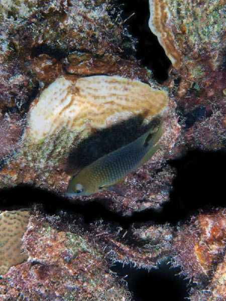 scuba diving bonaire