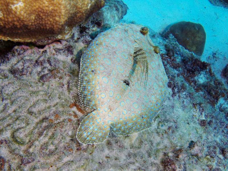 scuba diving bonaire