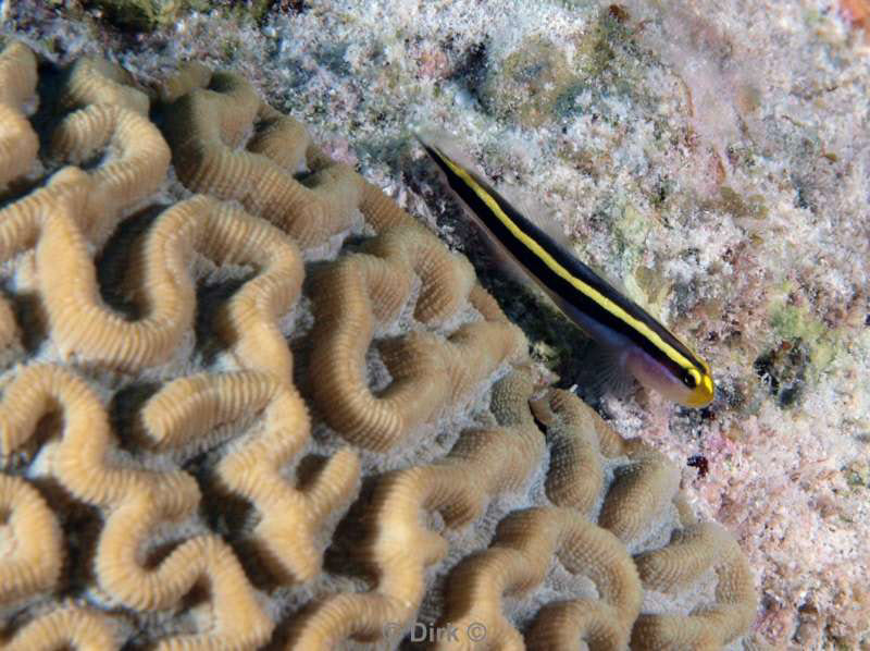 scuba diving bonaire