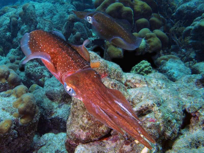 scuba diving bonaire