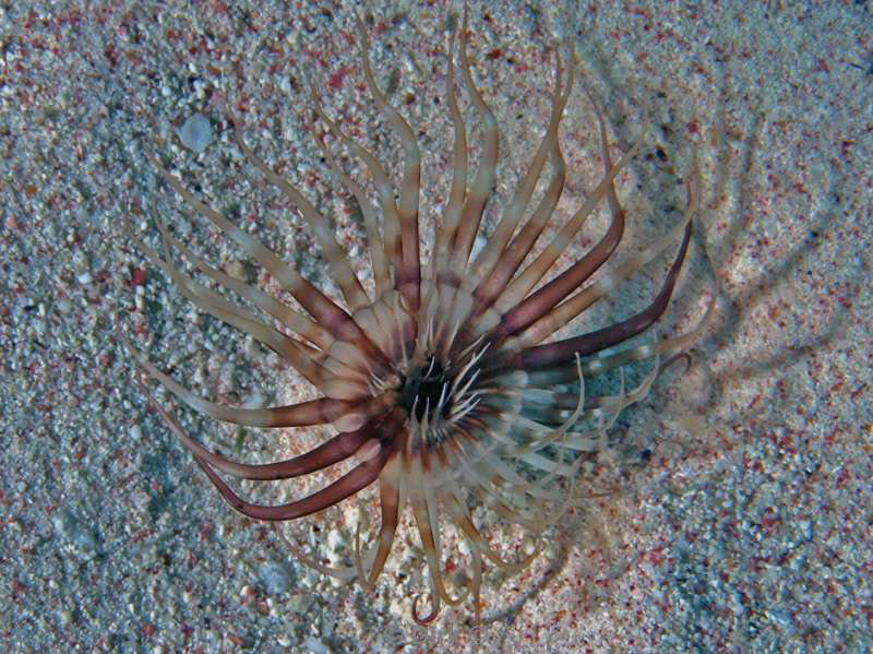 scuba diving bonaire