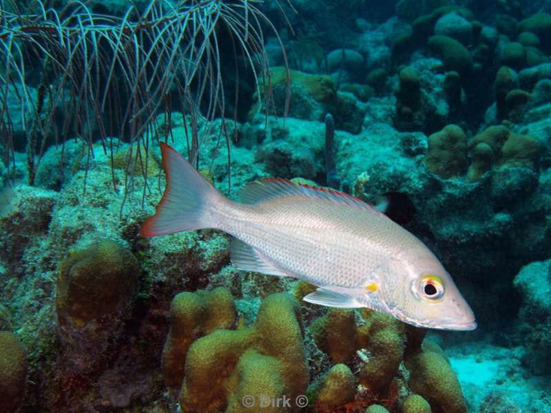 scuba diving bonaire