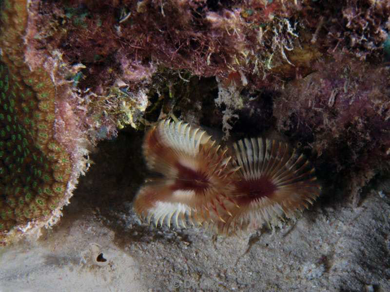 scuba diving bonaire