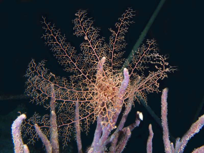 scuba diving bonaire