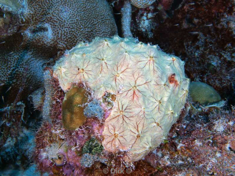 scuba diving bonaire