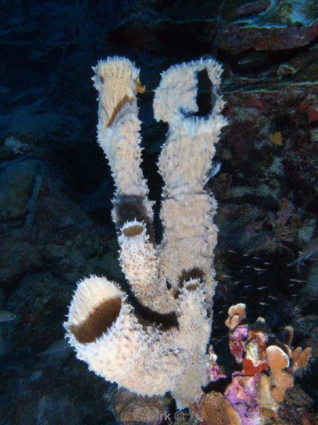 scuba diving bonaire