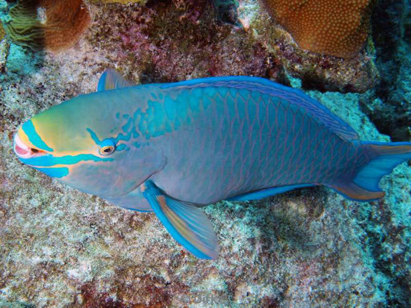 scuba diving bonaire