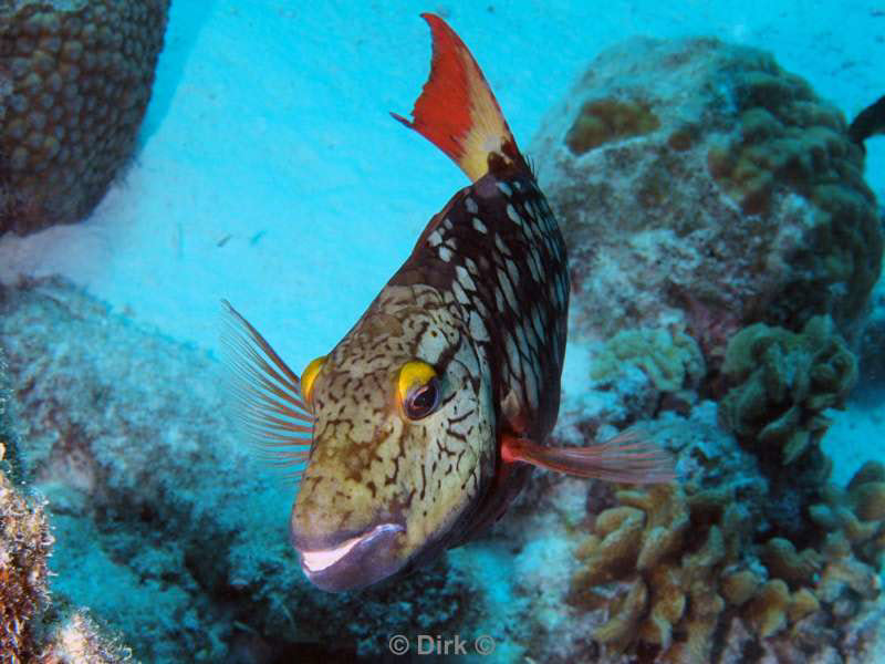 scuba diving bonaire