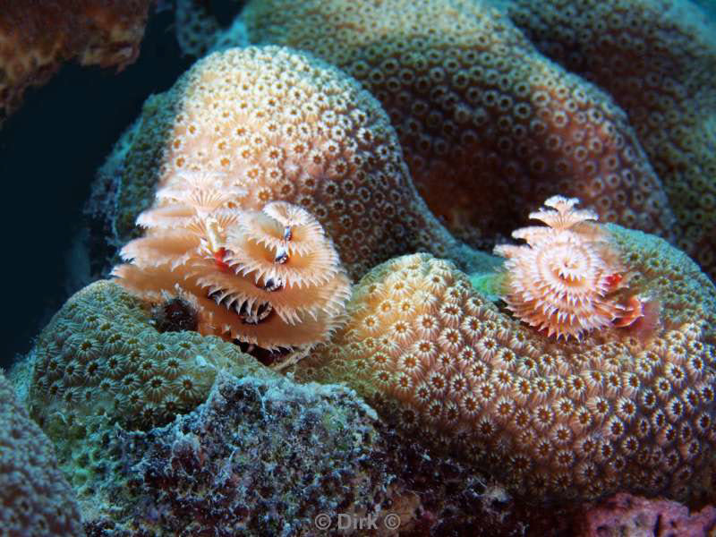 scuba diving bonaire