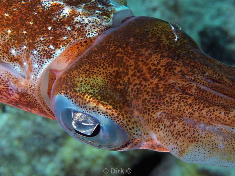 scuba diving bonaire