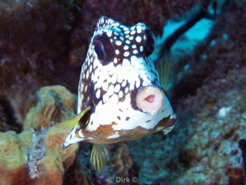 scuba diving bonaire