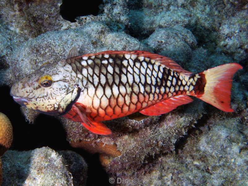 scuba diving bonaire