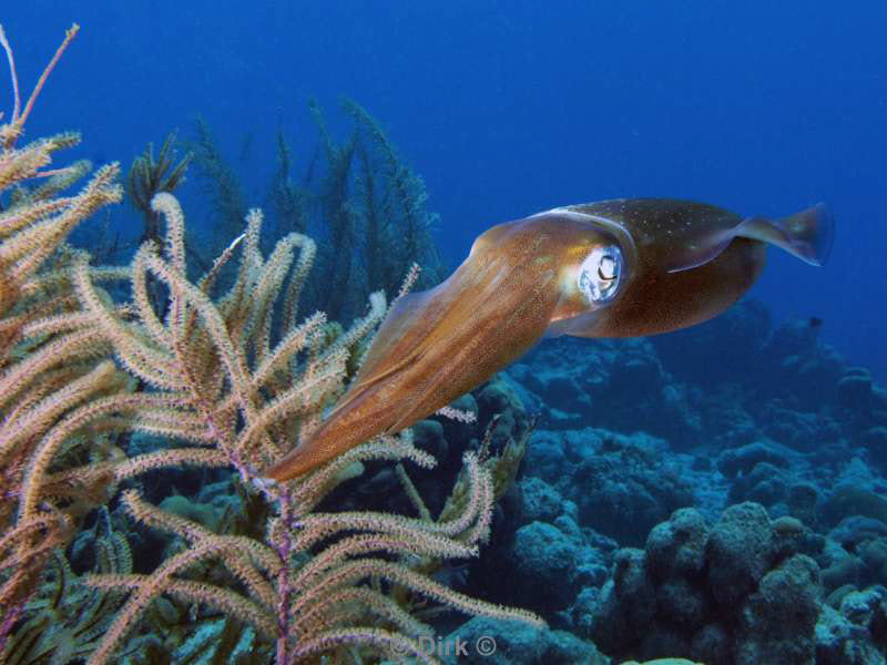 scuba diving bonaire