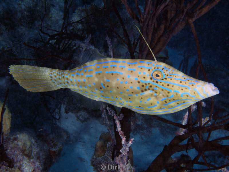 scuba diving bonaire