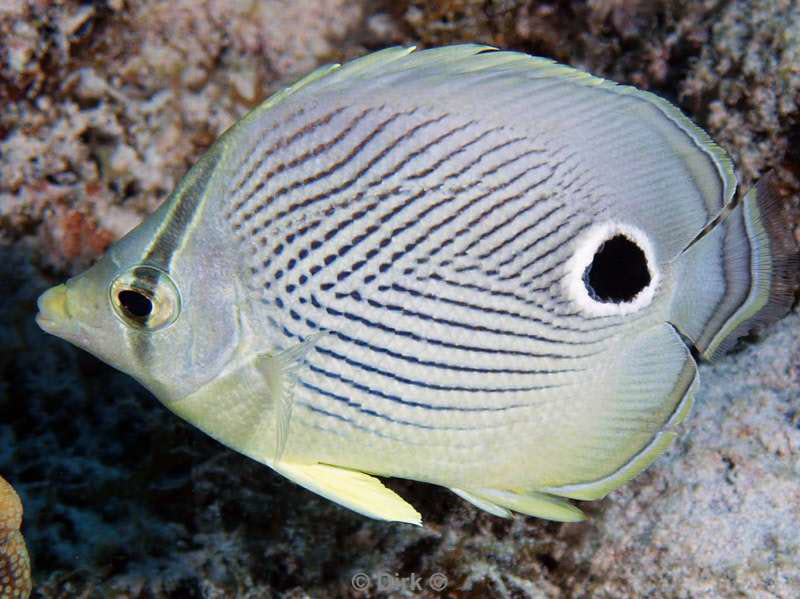 scuba diving bonaire