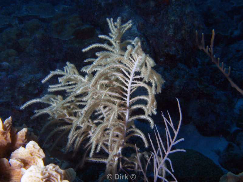 scuba diving bonaire