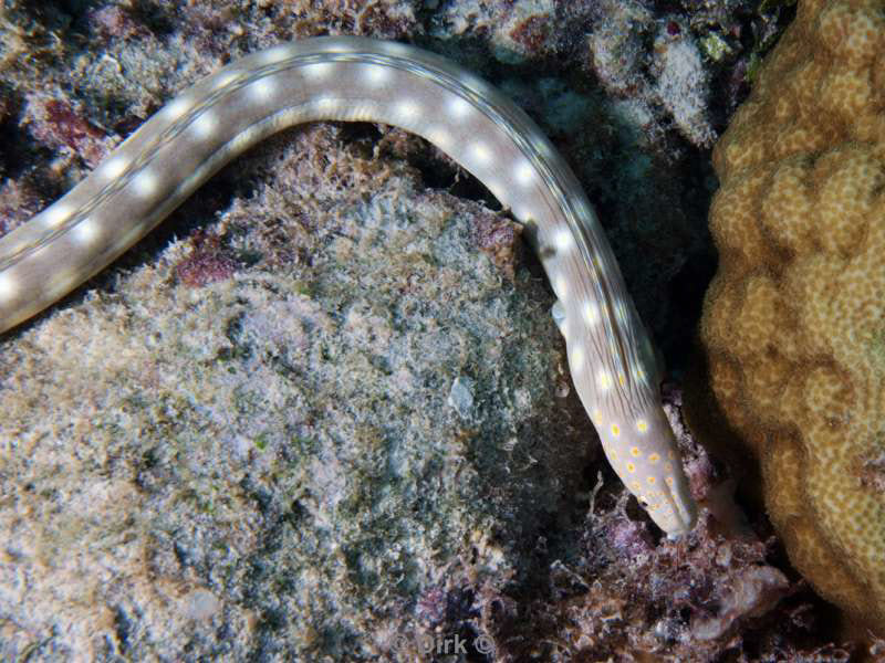 scuba diving bonaire