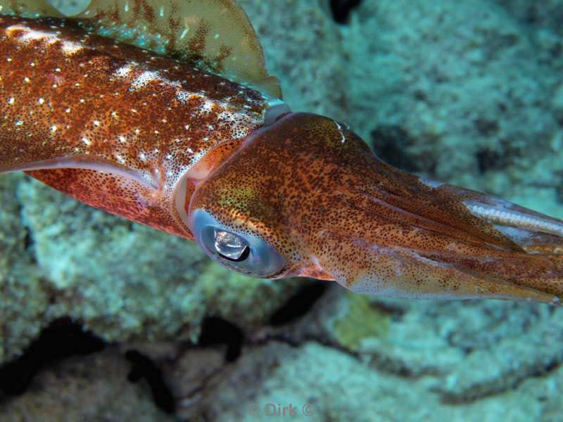 scuba diving bonaire