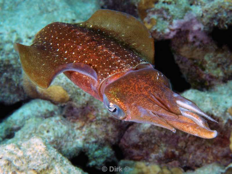 scuba diving bonaire