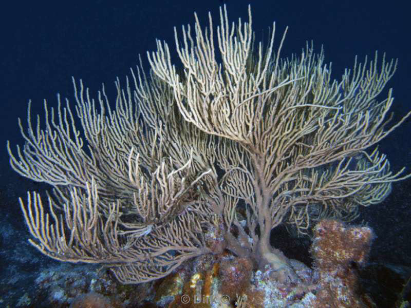 scuba diving bonaire