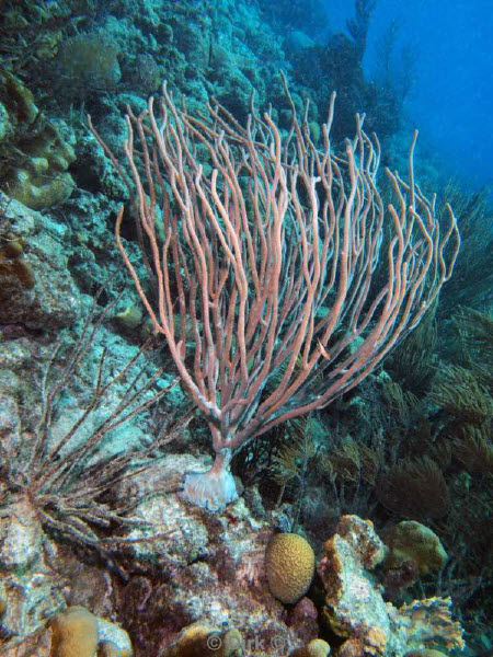 scuba diving bonaire