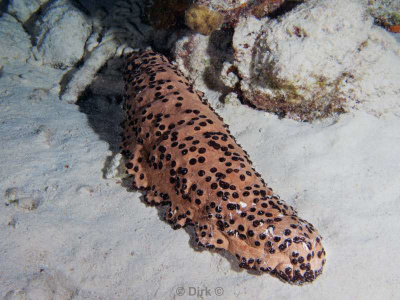 scuba diving bonaire