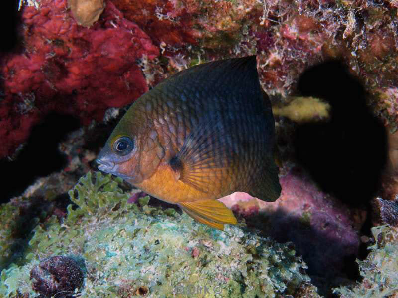 scuba diving bonaire