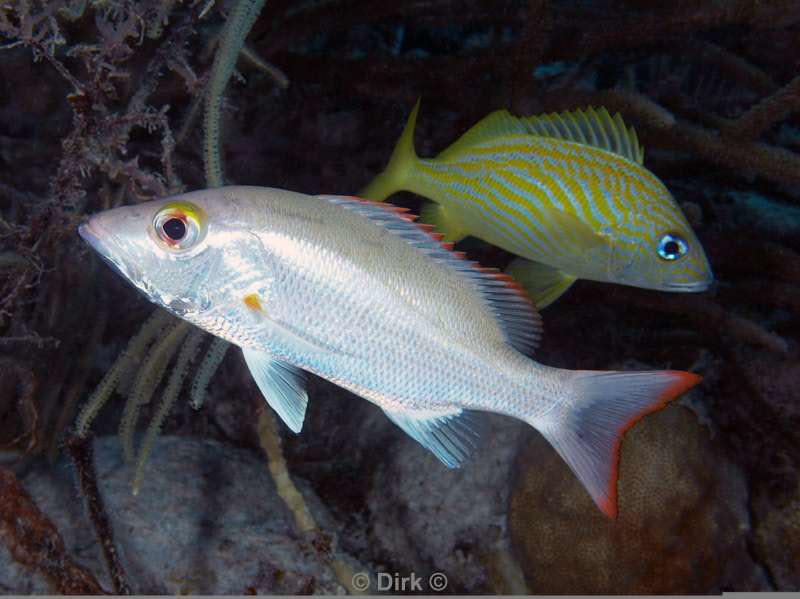 scuba diving bonaire