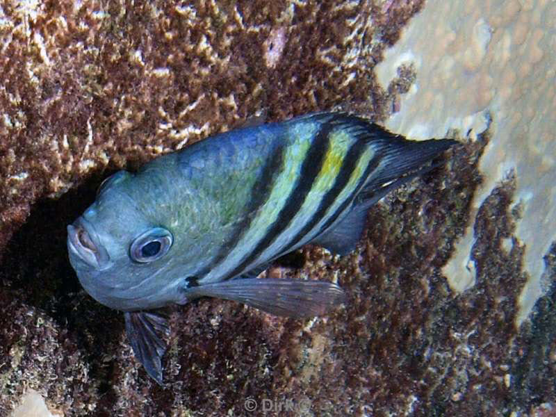 scuba diving bonaire