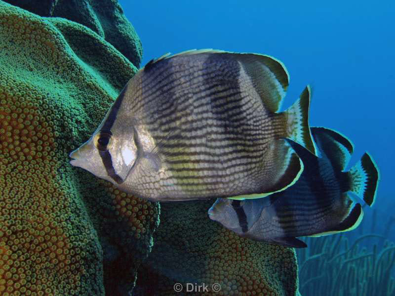 scuba diving bonaire