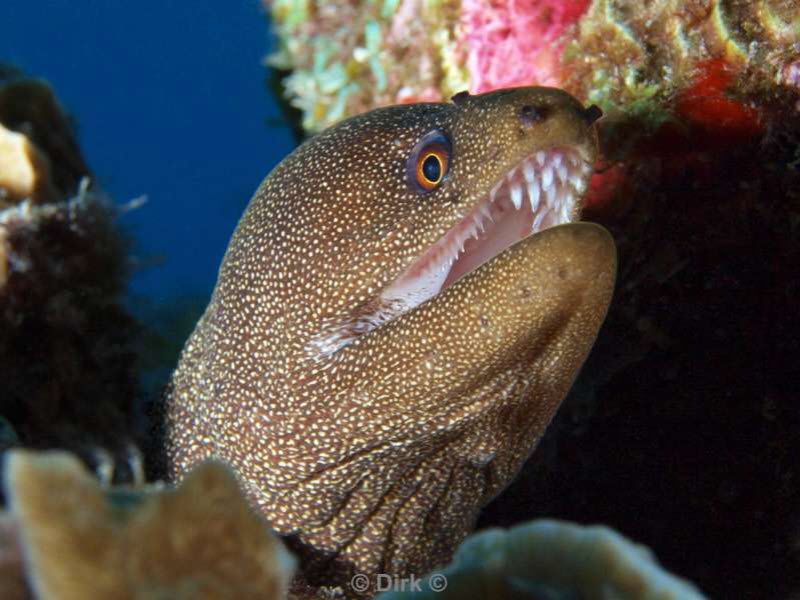 scuba diving bonaire