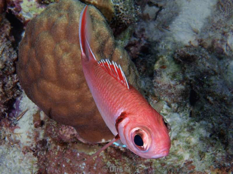 scuba diving bonaire