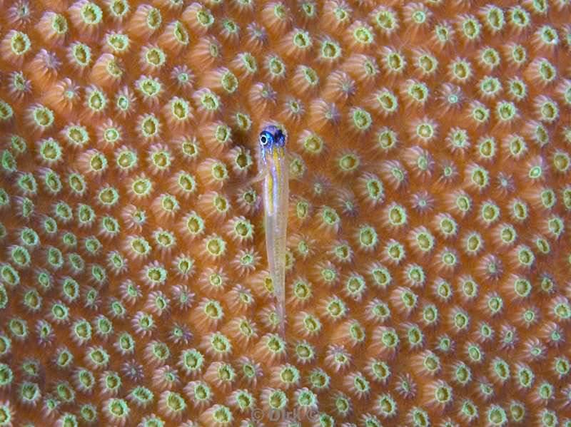 scuba diving bonaire