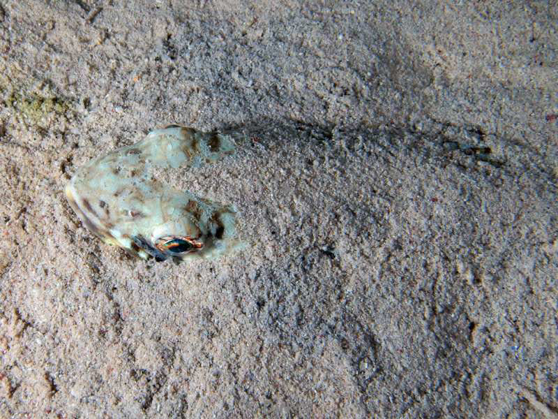 scuba diving bonaire