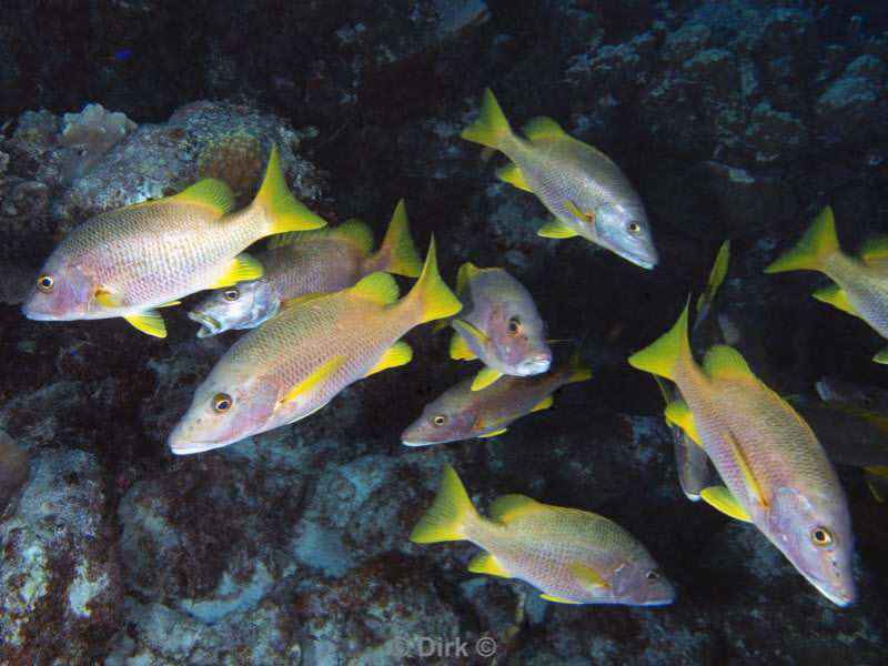 scuba diving bonaire