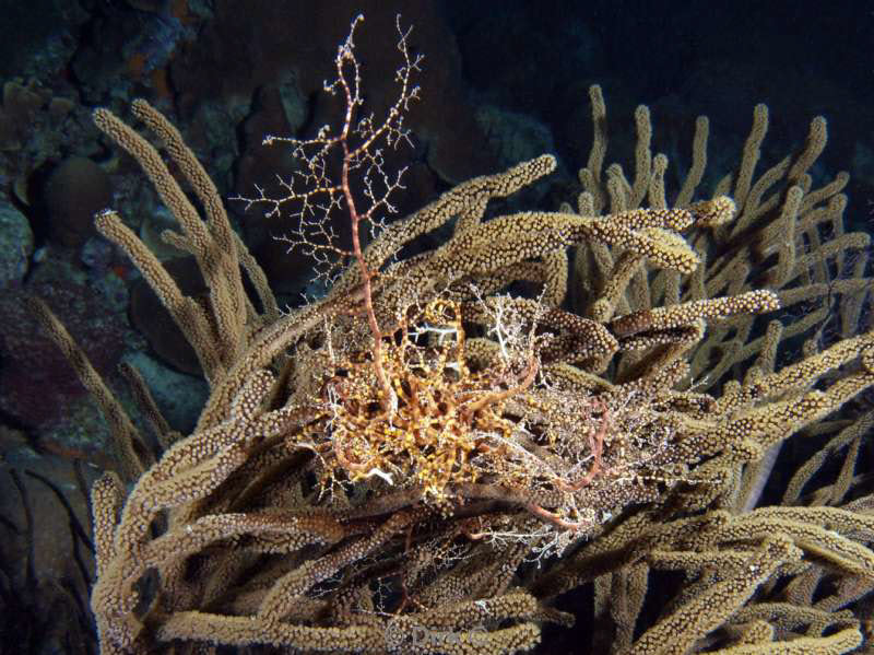 scuba diving bonaire