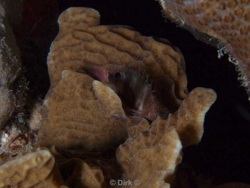 scuba diving bonaire