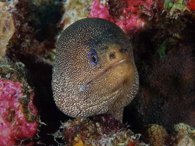 scuba diving bonaire