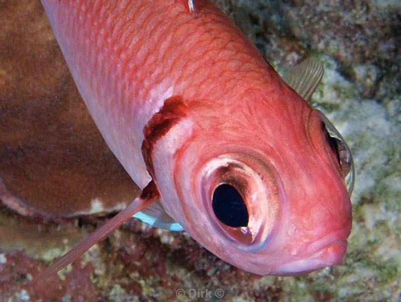 scuba diving bonaire