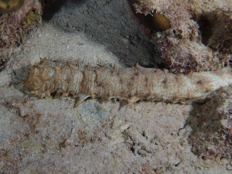 scuba diving bonaire