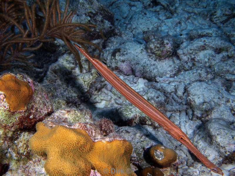 scuba diving bonaire