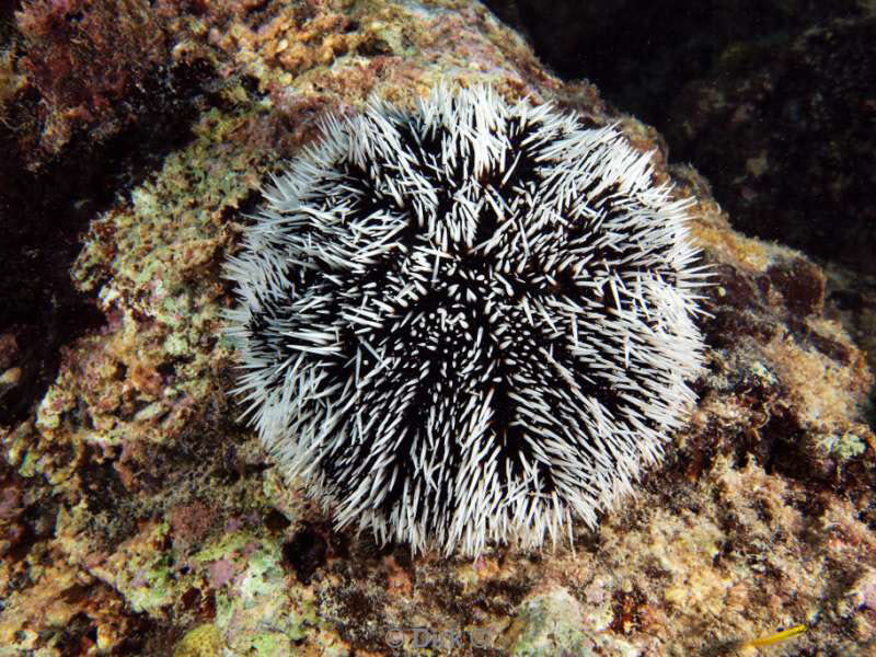 scuba diving bonaire