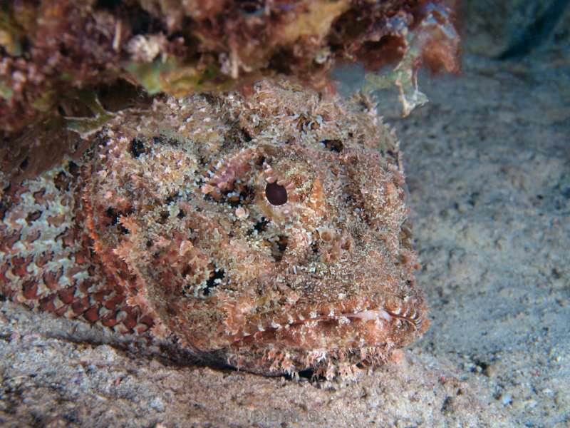 scuba diving bonaire