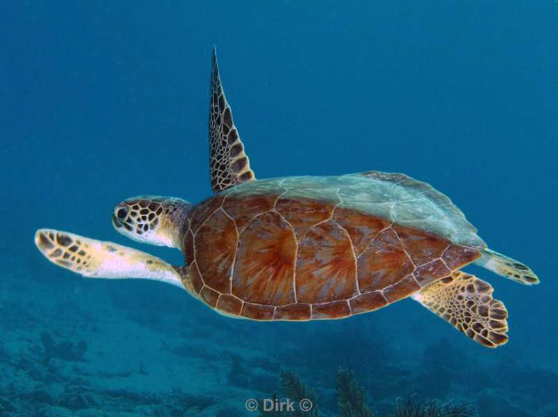 scuba diving bonaire