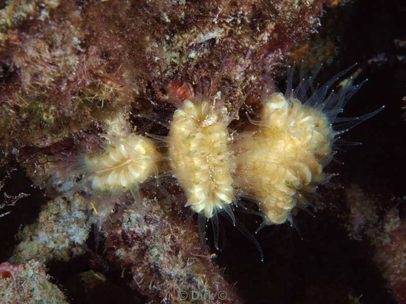 scuba diving bonaire